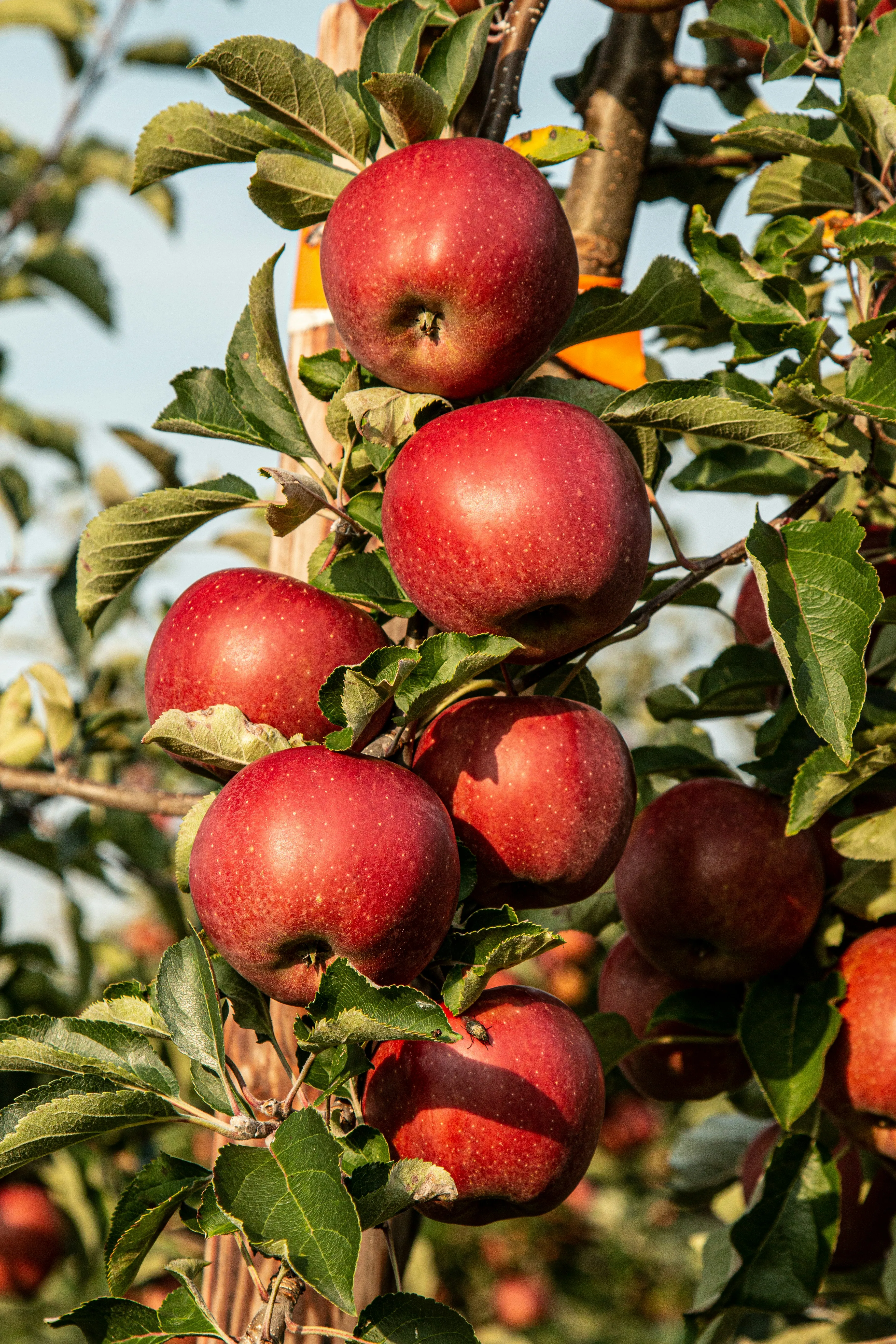 Ripe red apples on the branch, sunlit, ready to pick.
