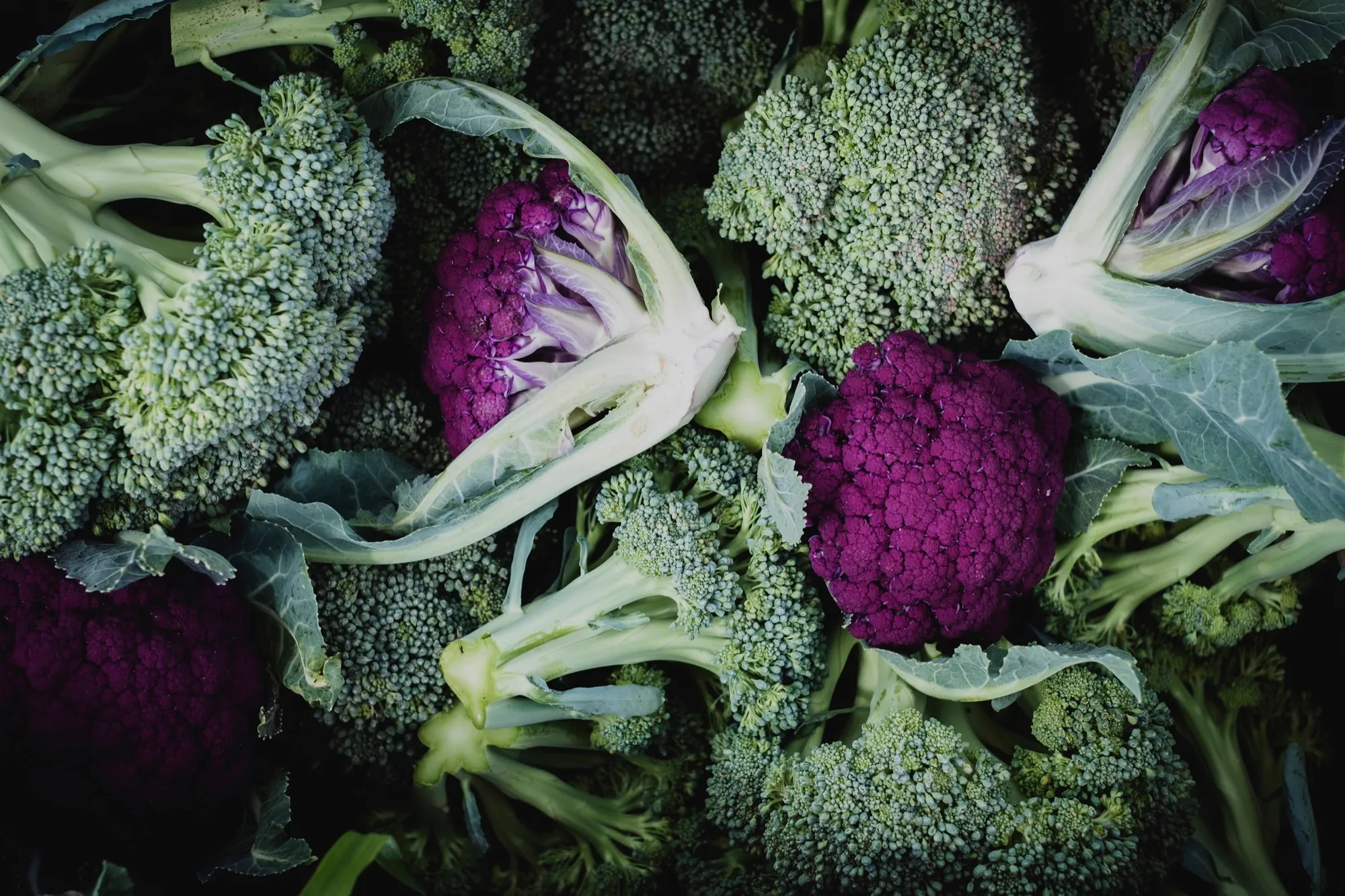 Freshly harvested green broccoli and purple cauliflower heads piled together.