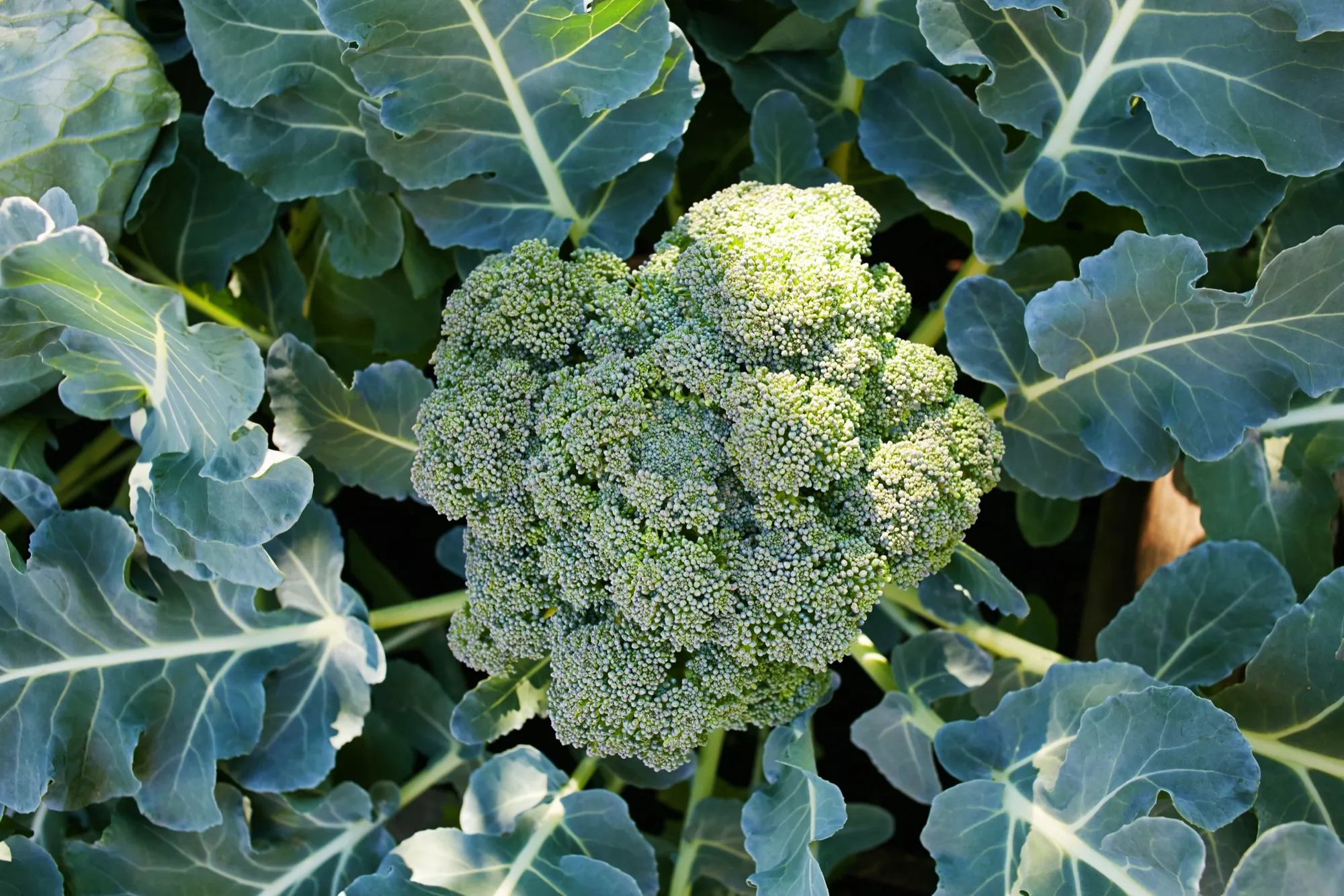 A broccoli head forming in the garden, ringed by broad leaves.