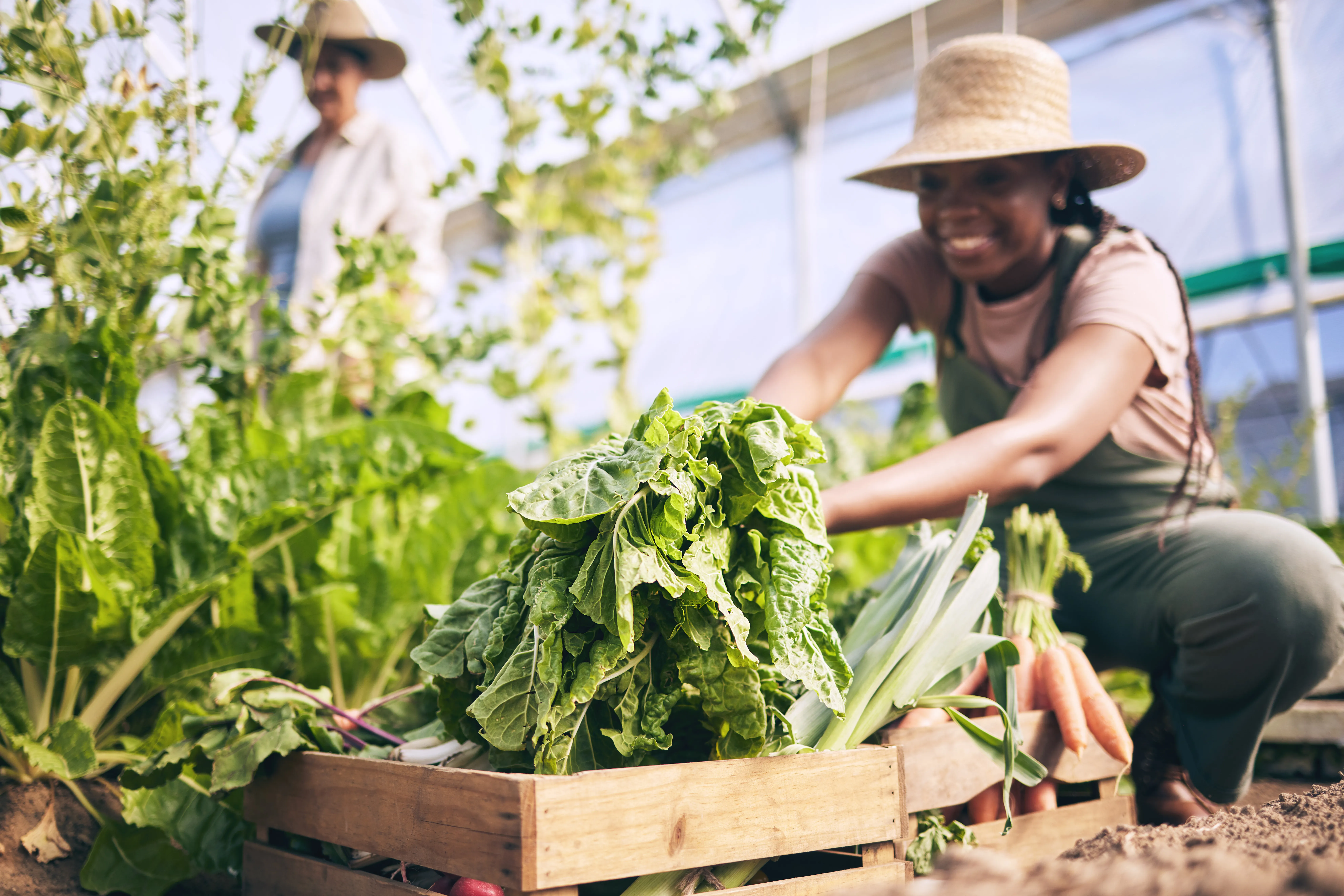 A smiling gardener in a straw hat loading fresh greens, leeks and carrots into a wooden crate in a greenhouse.