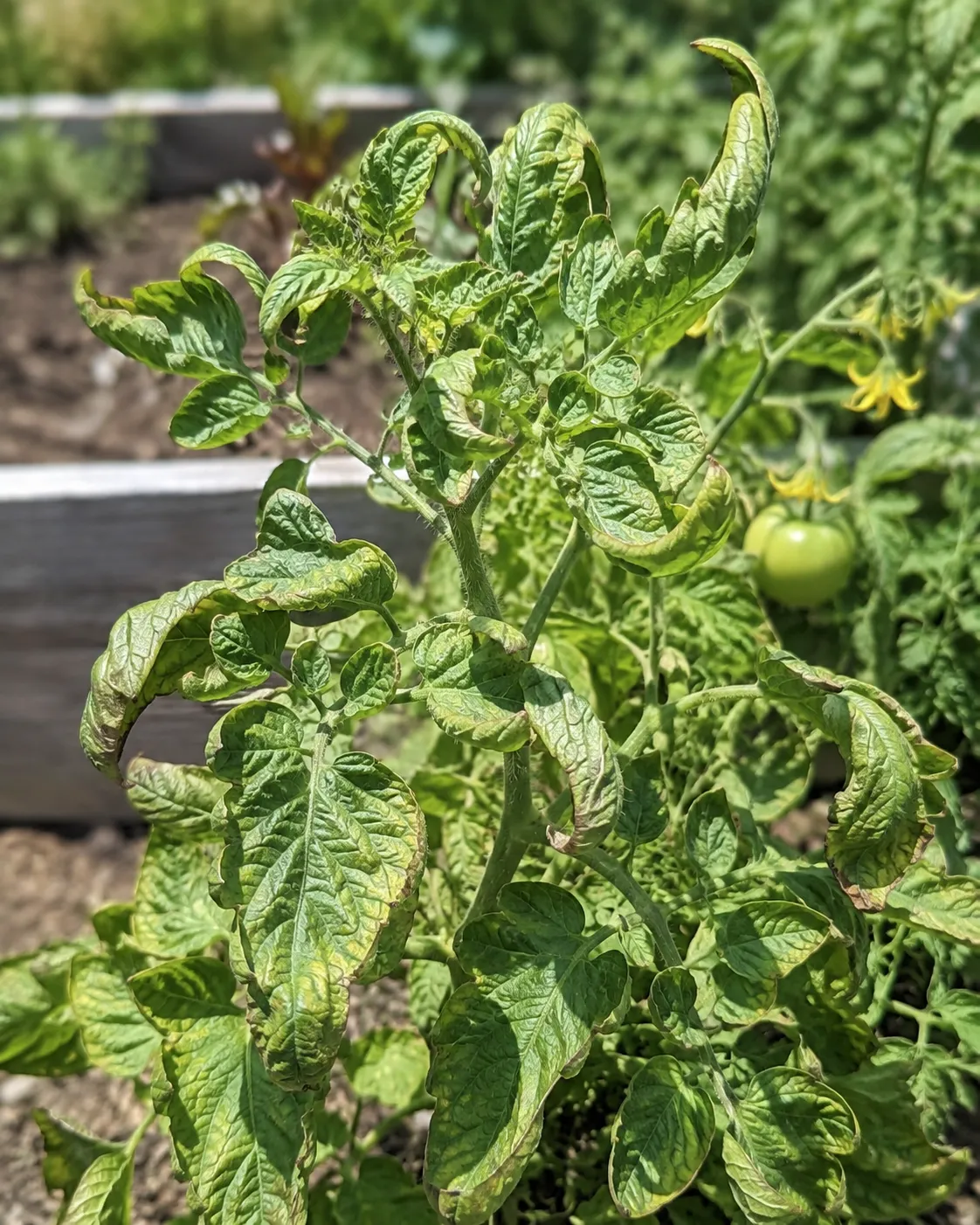 A close-up of a tomato plant in a raised garden bed, its leaves curling upward and inward with browning edges, a green tomato and yellow blossoms behind them.