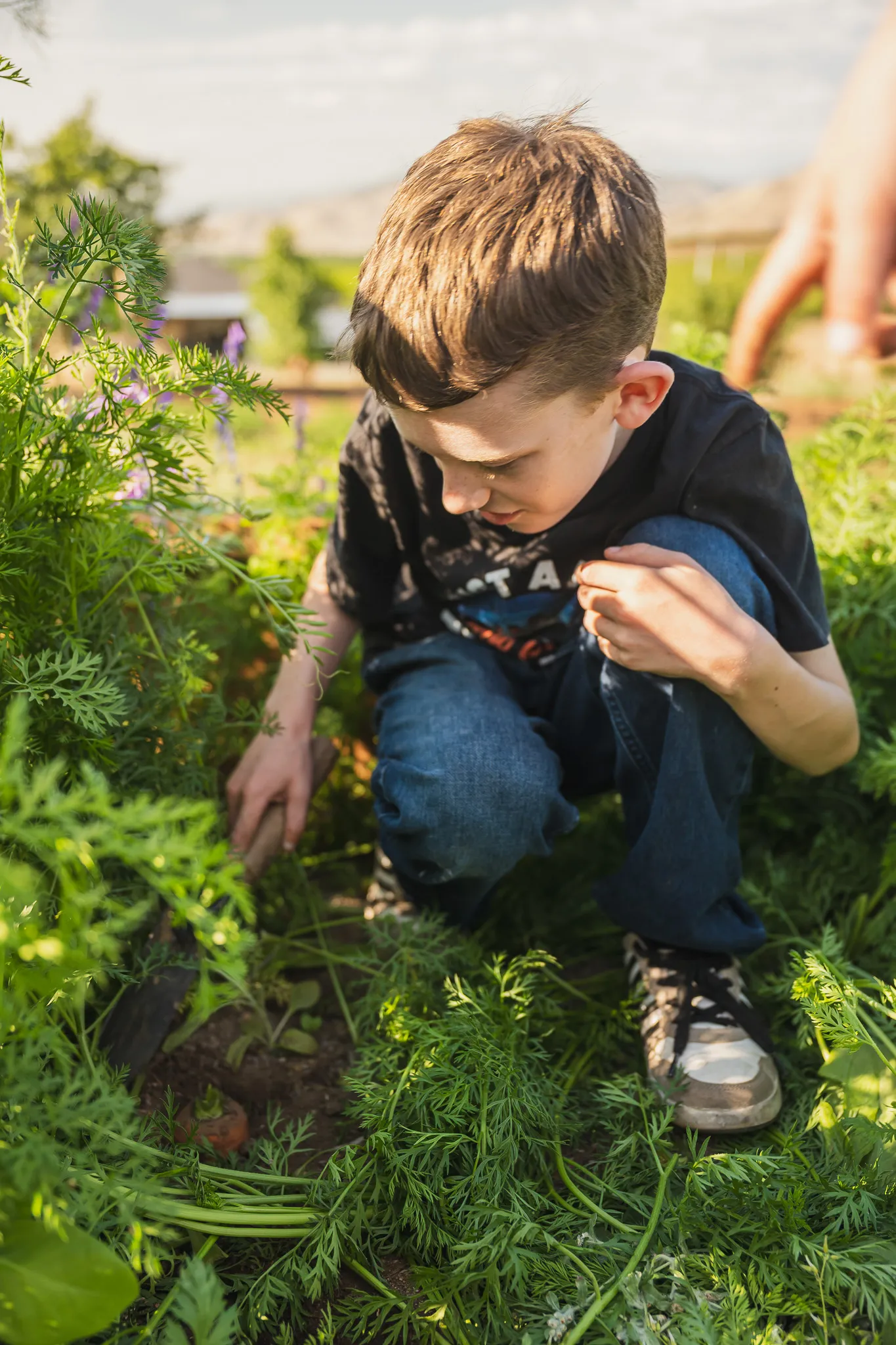 A boy crouching in a raised garden bed, examining the top of a young carrot plant in golden afternoon light.