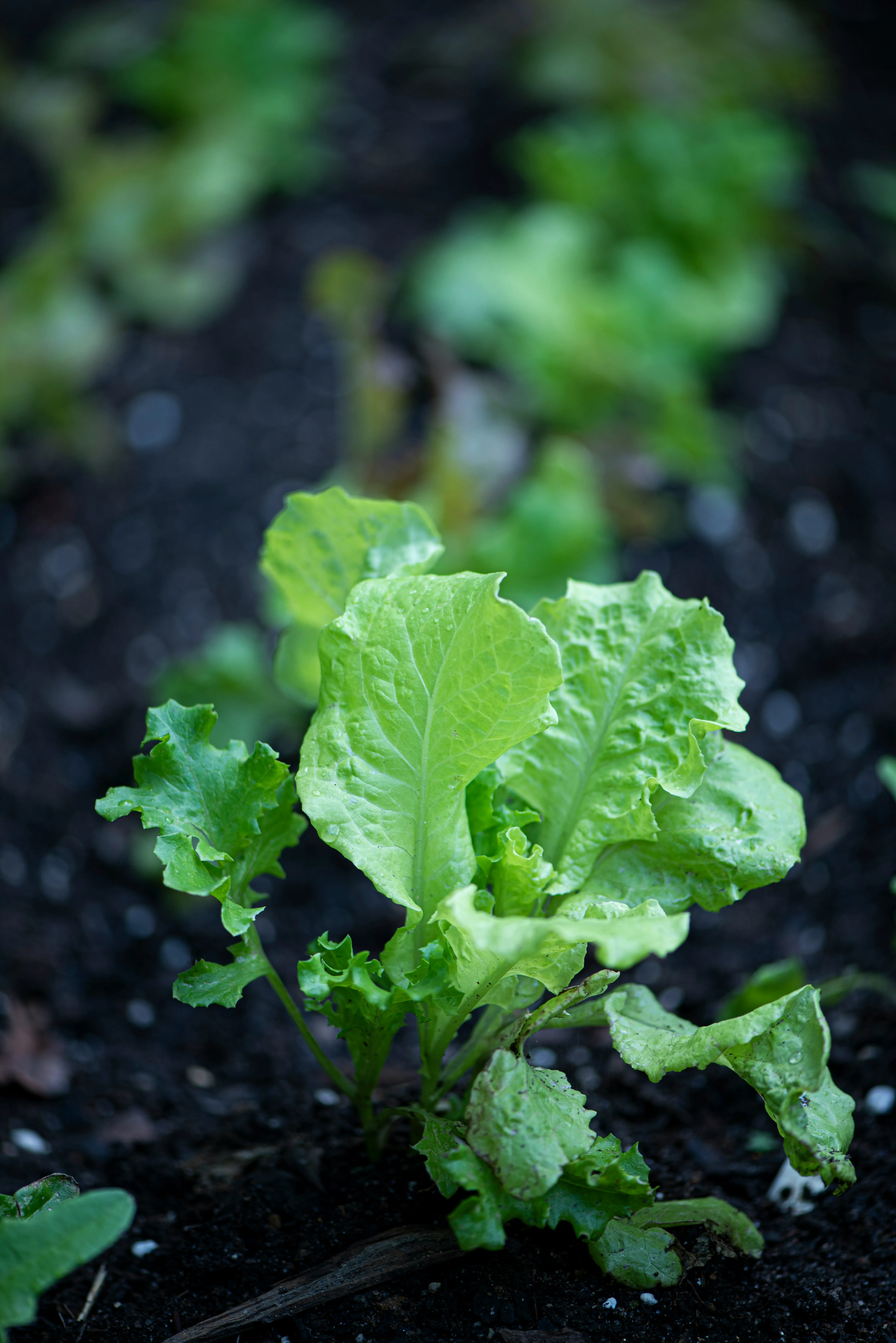A young leaf-lettuce seedling growing in dark, rich soil.