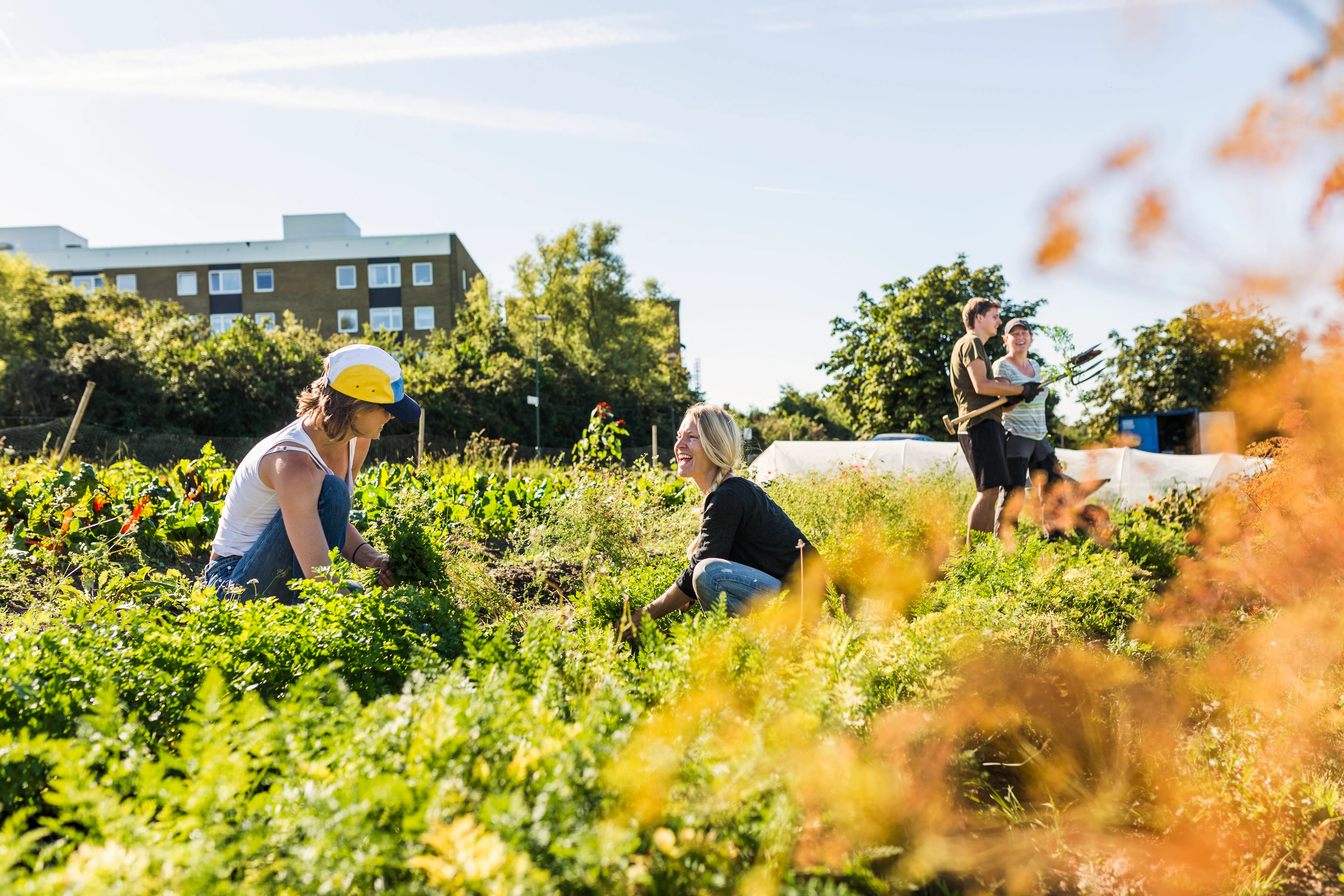 A city community garden in full summer, two neighbors kneeling among carrot tops while two more carry tools behind them.