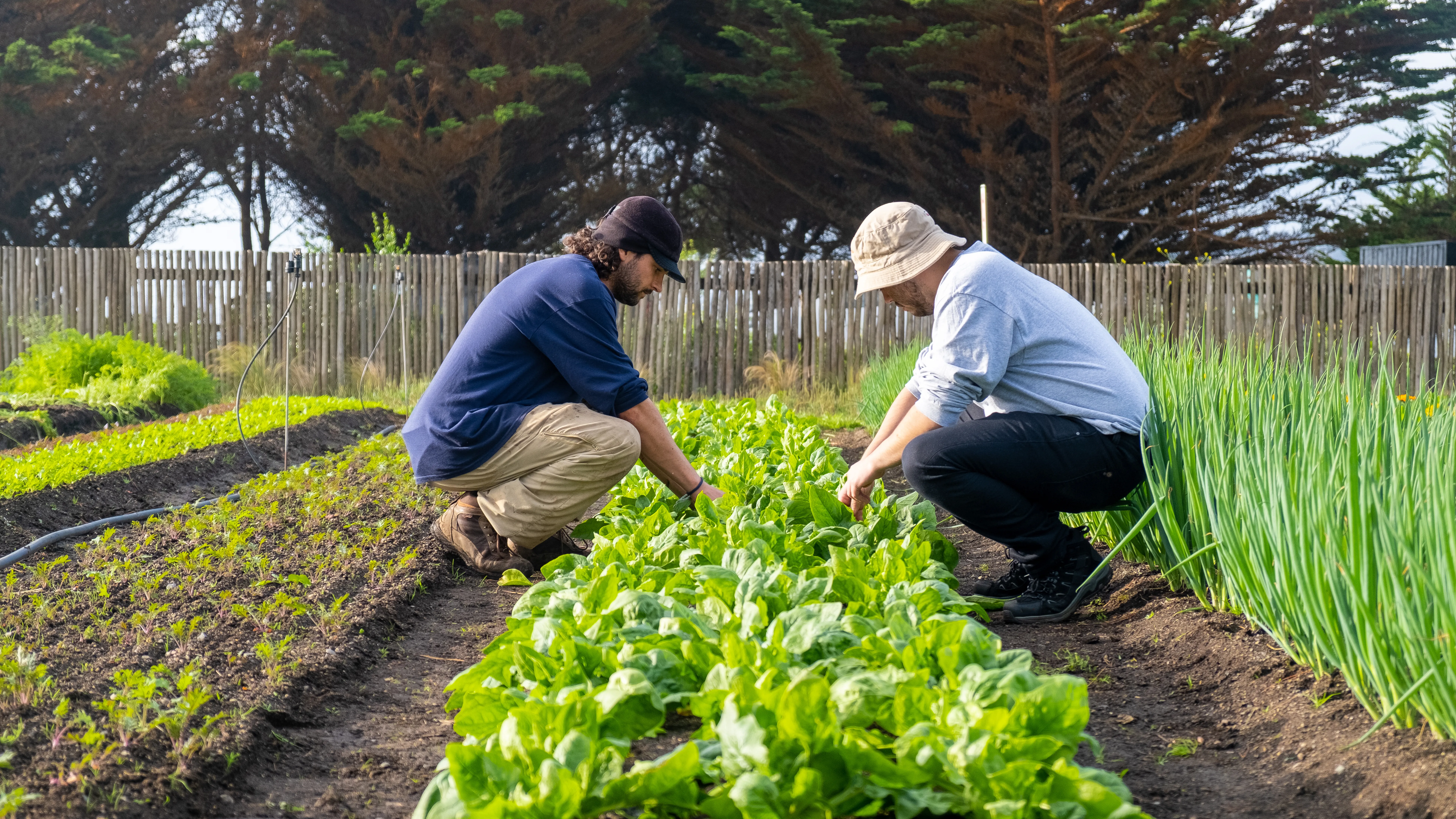 Two growers crouched over a row of young spinach in a fenced market garden, checking the plants together.