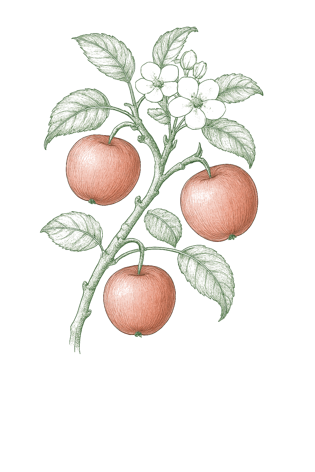 Apple mature plant
