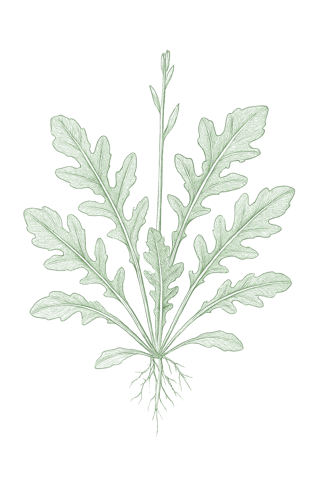 Arugula mature plant