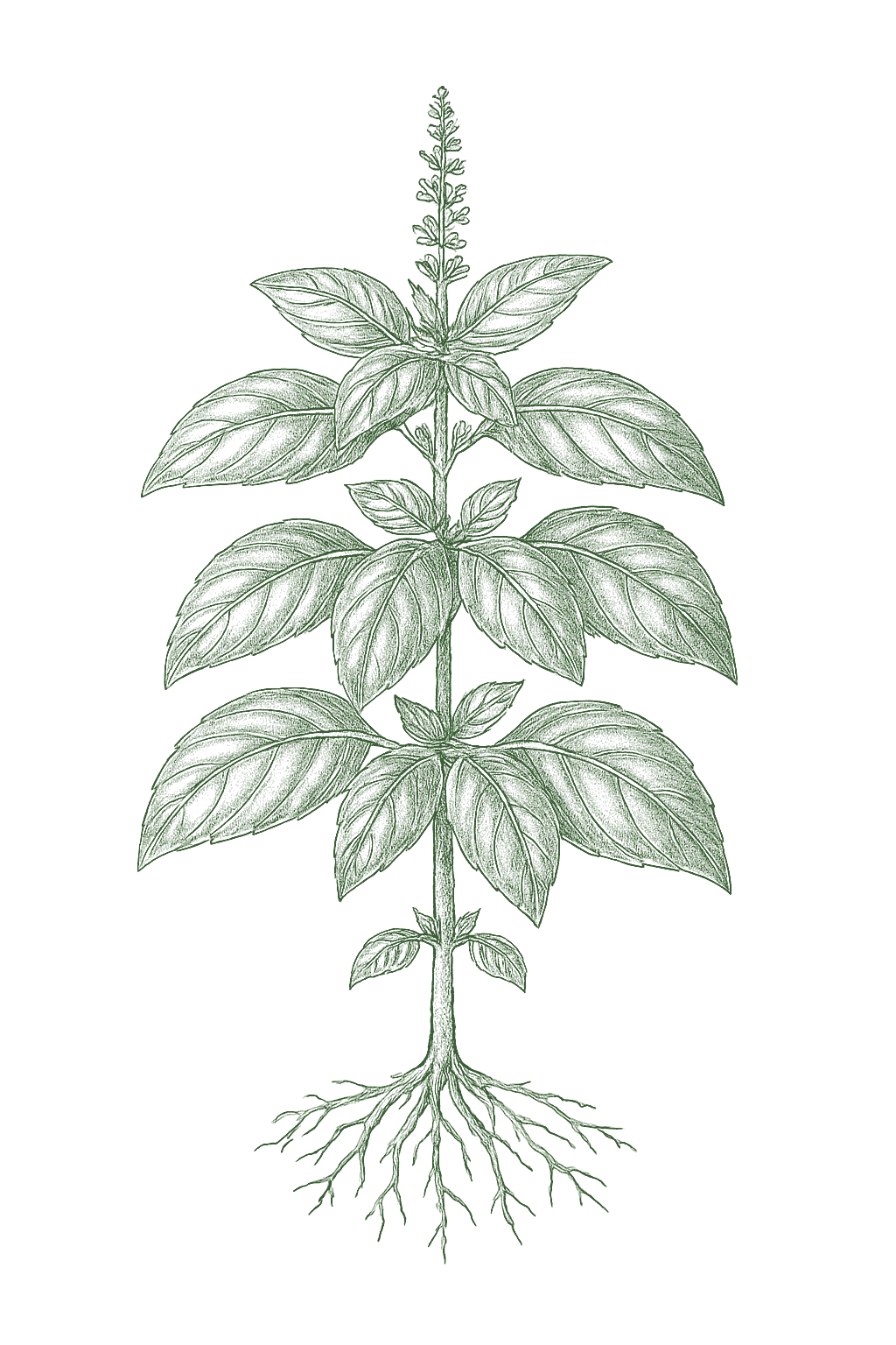 Basil