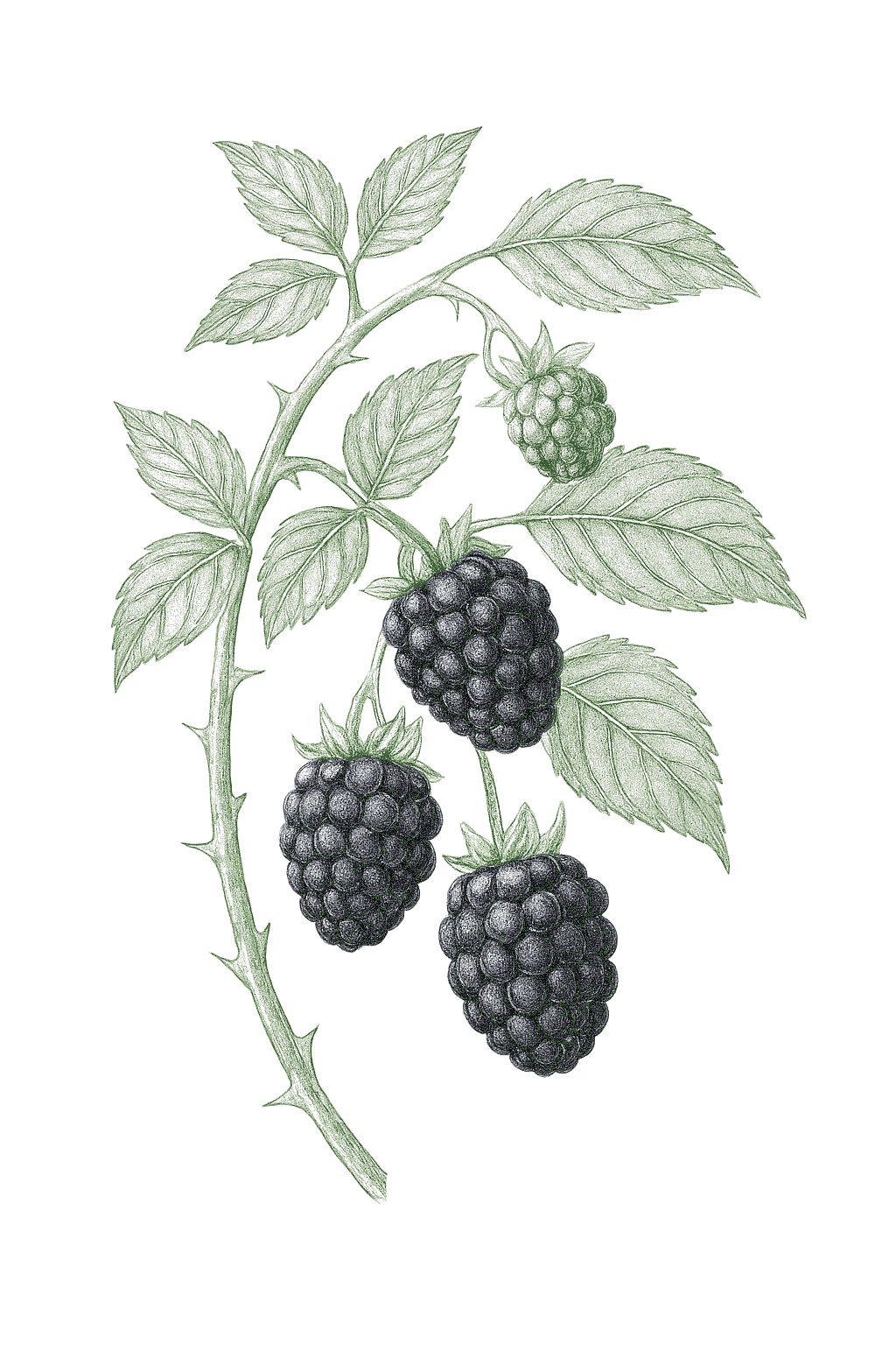 Blackberry mature plant