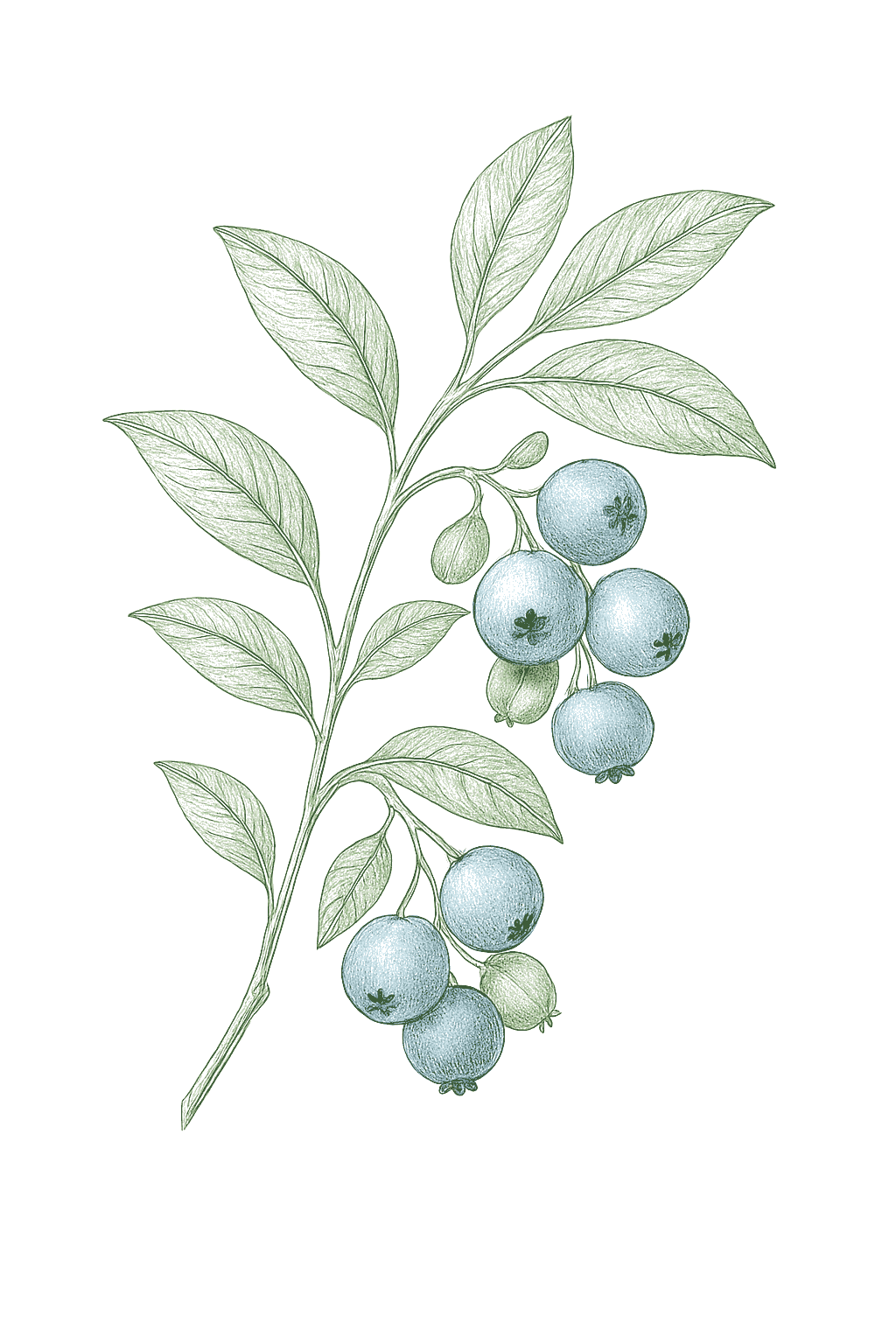 Blueberry mature plant
