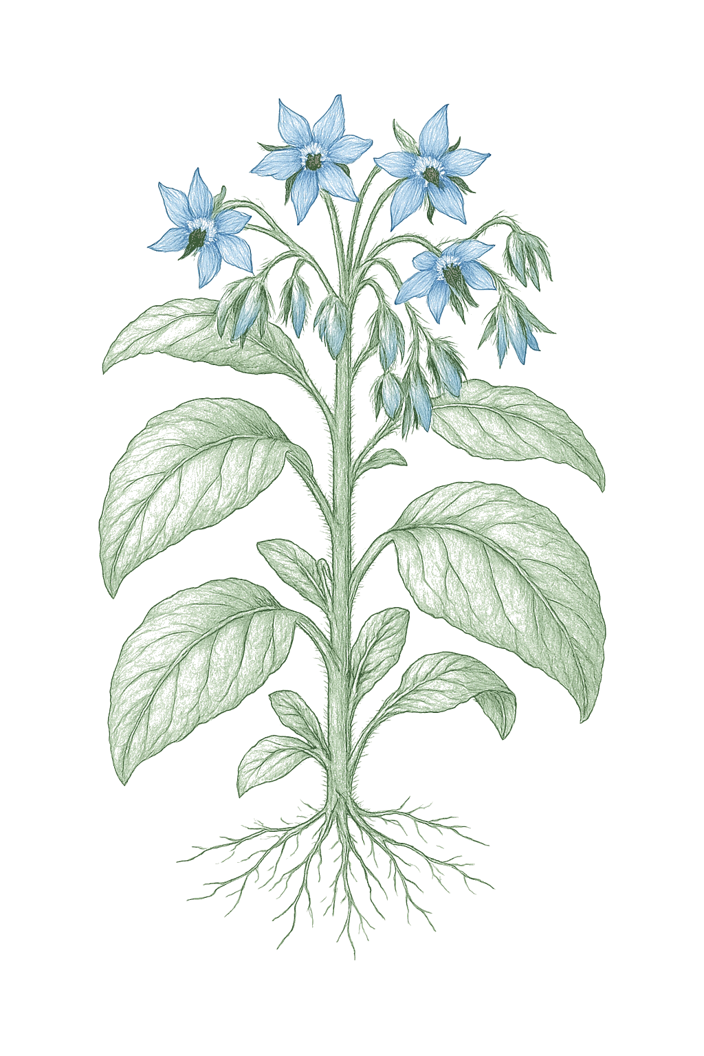Borage mature plant