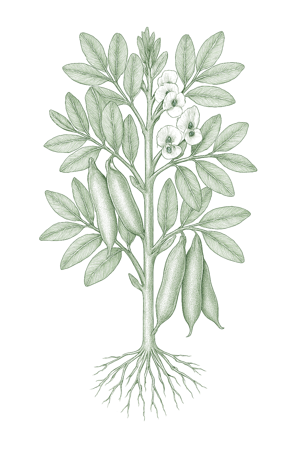 Broad Beans / Fava mature plant