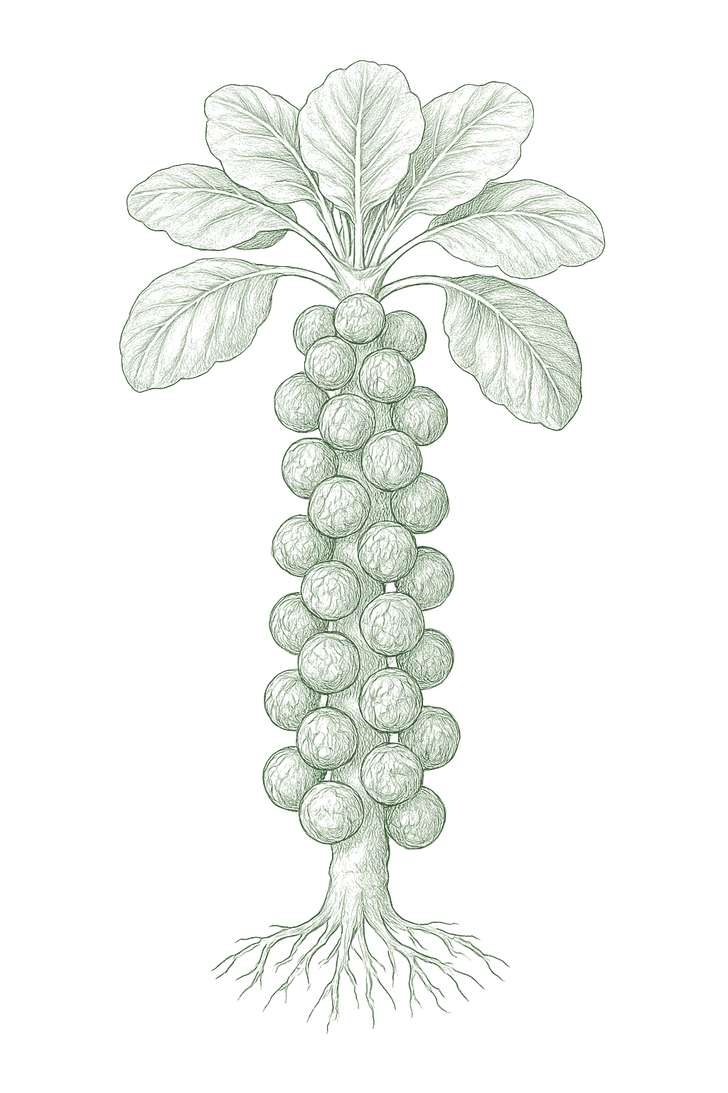 Brussels Sprouts mature plant