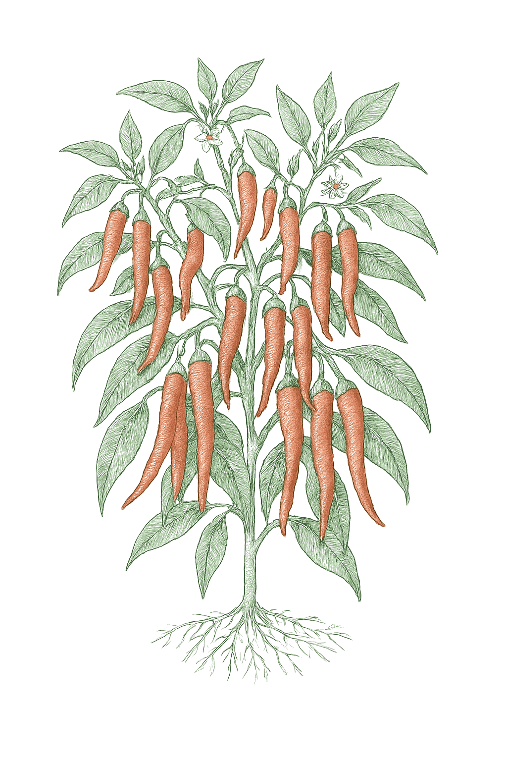 Cayenne Pepper mature plant