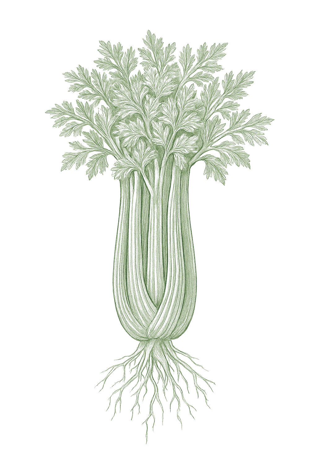 Celery mature plant