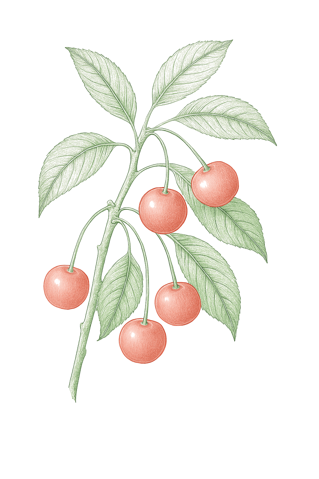 Cherry (Sour) mature plant