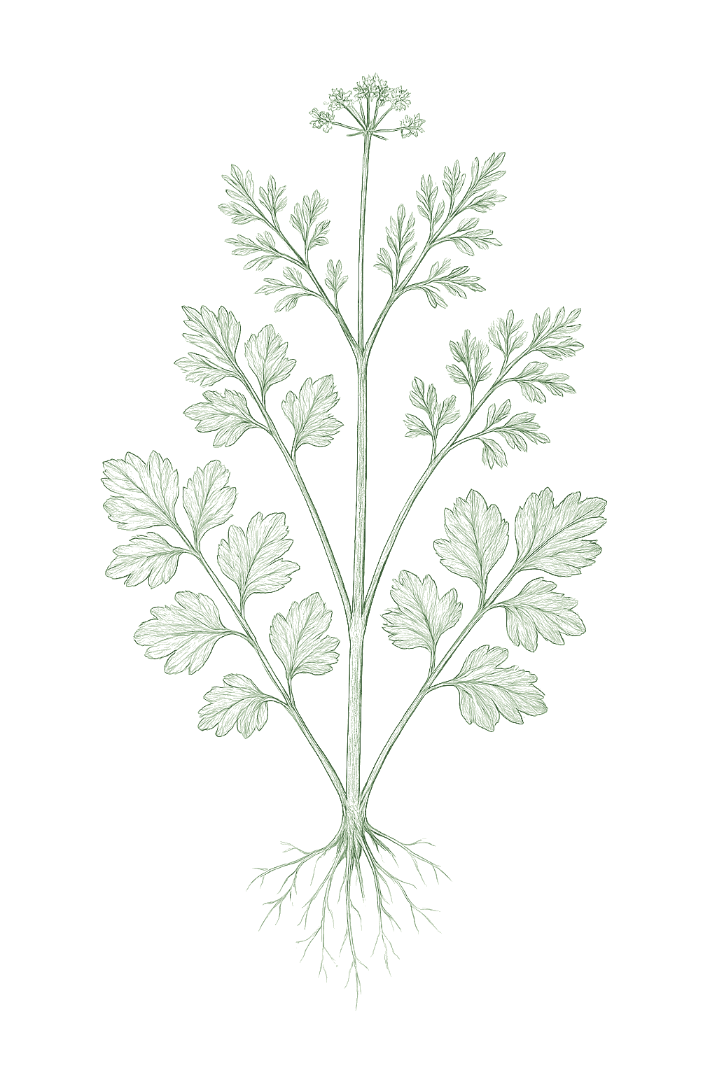 Cilantro / Coriander mature plant