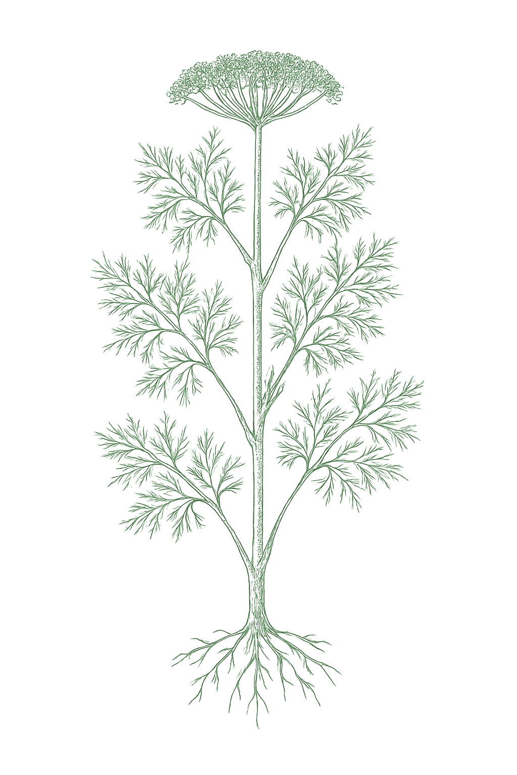 Dill mature plant