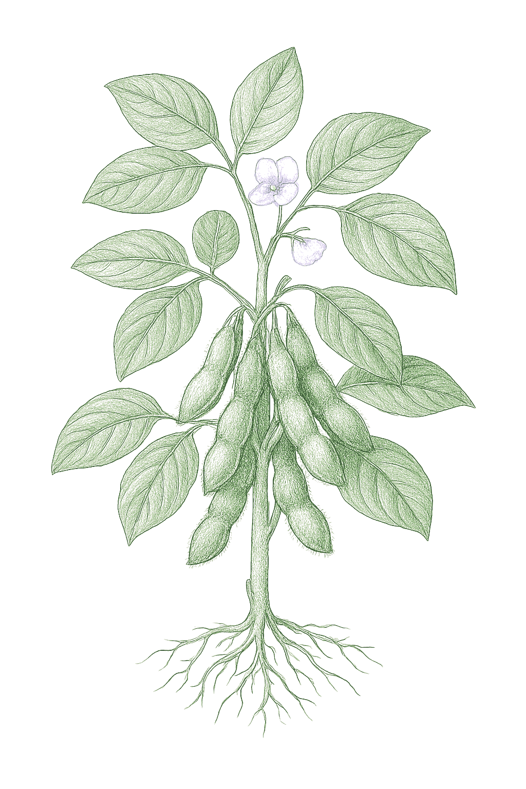 Edamame mature plant
