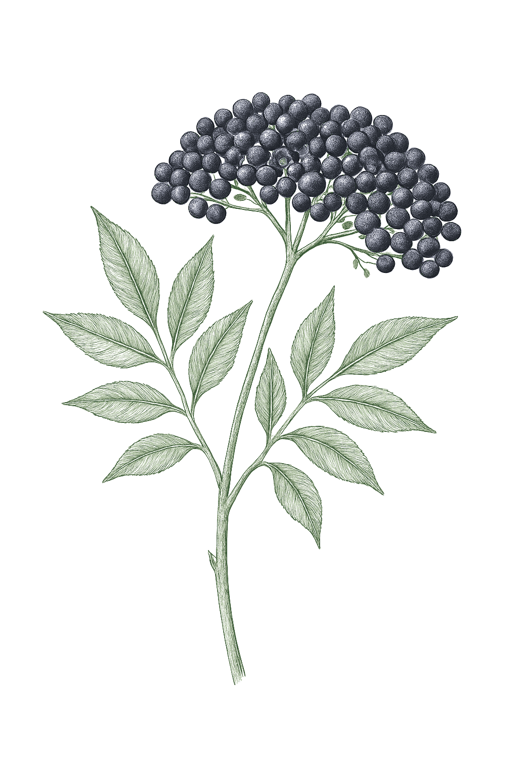 Elderberry mature plant