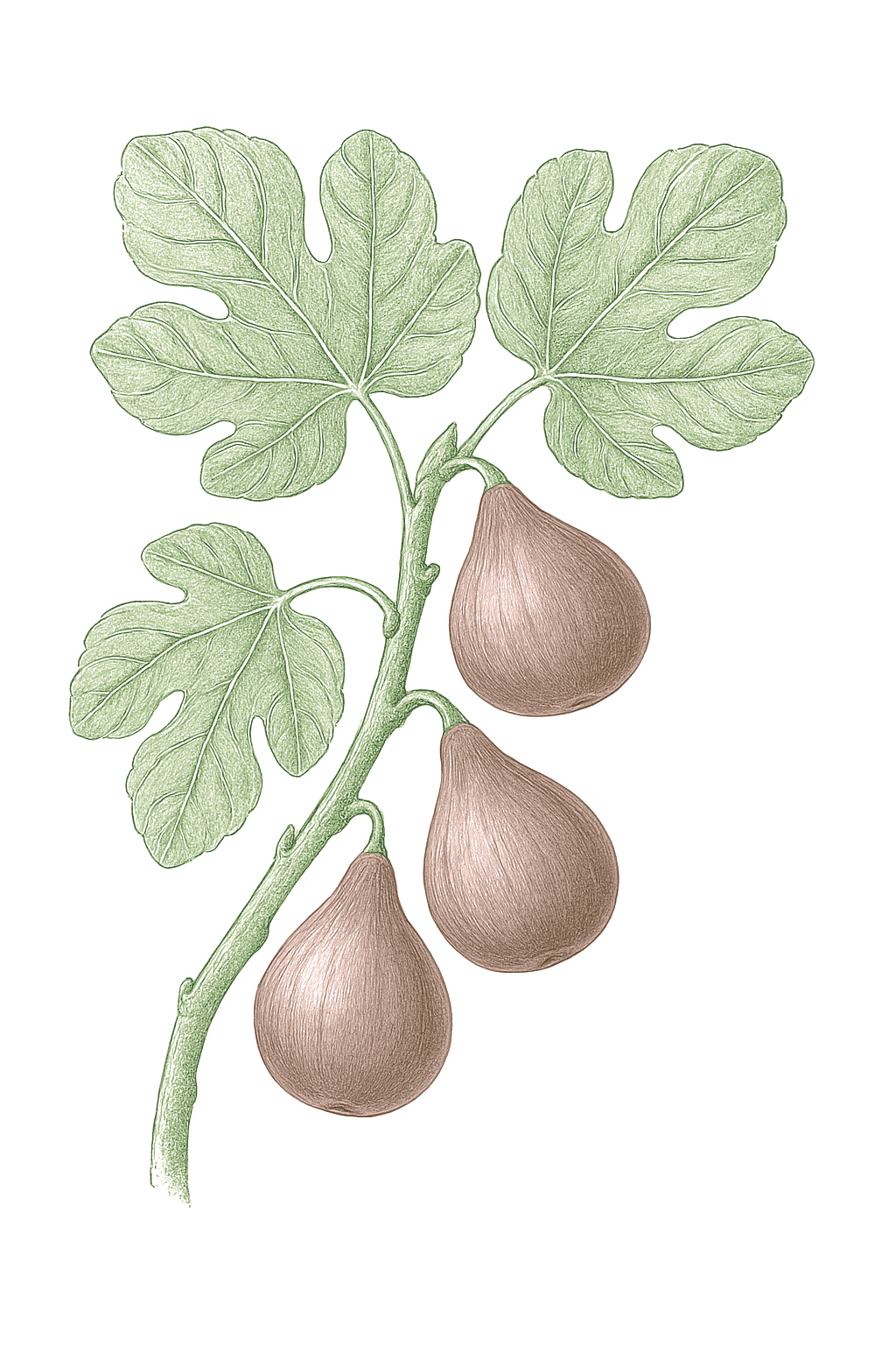 Fig mature plant