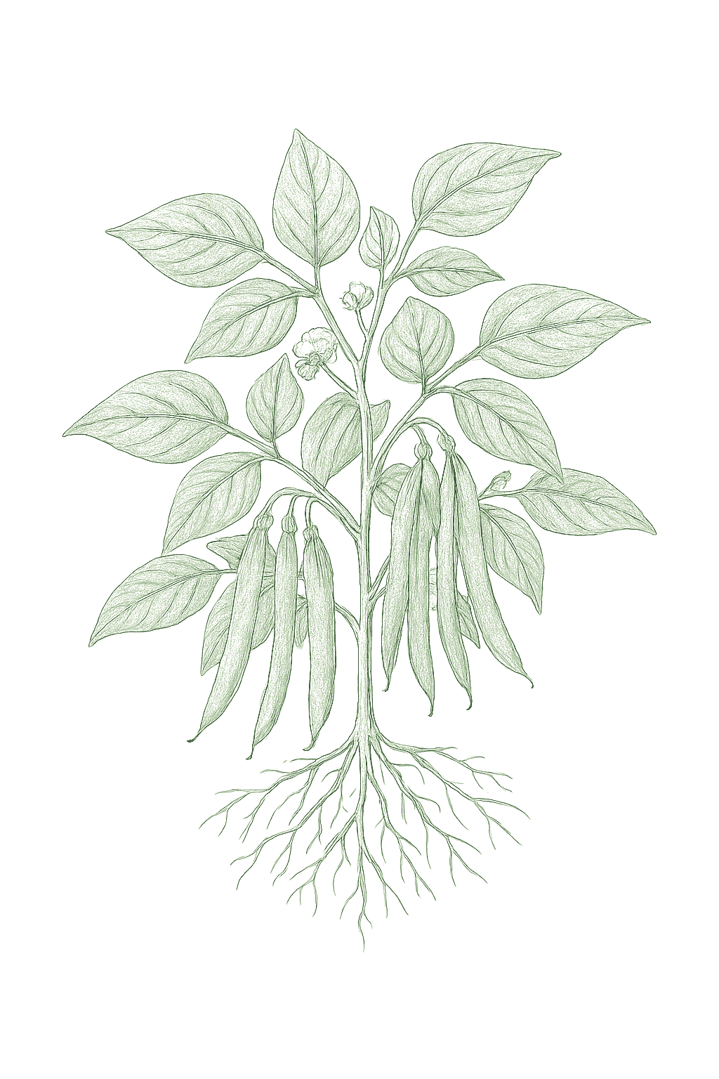 Green Beans (Bush) mature plant