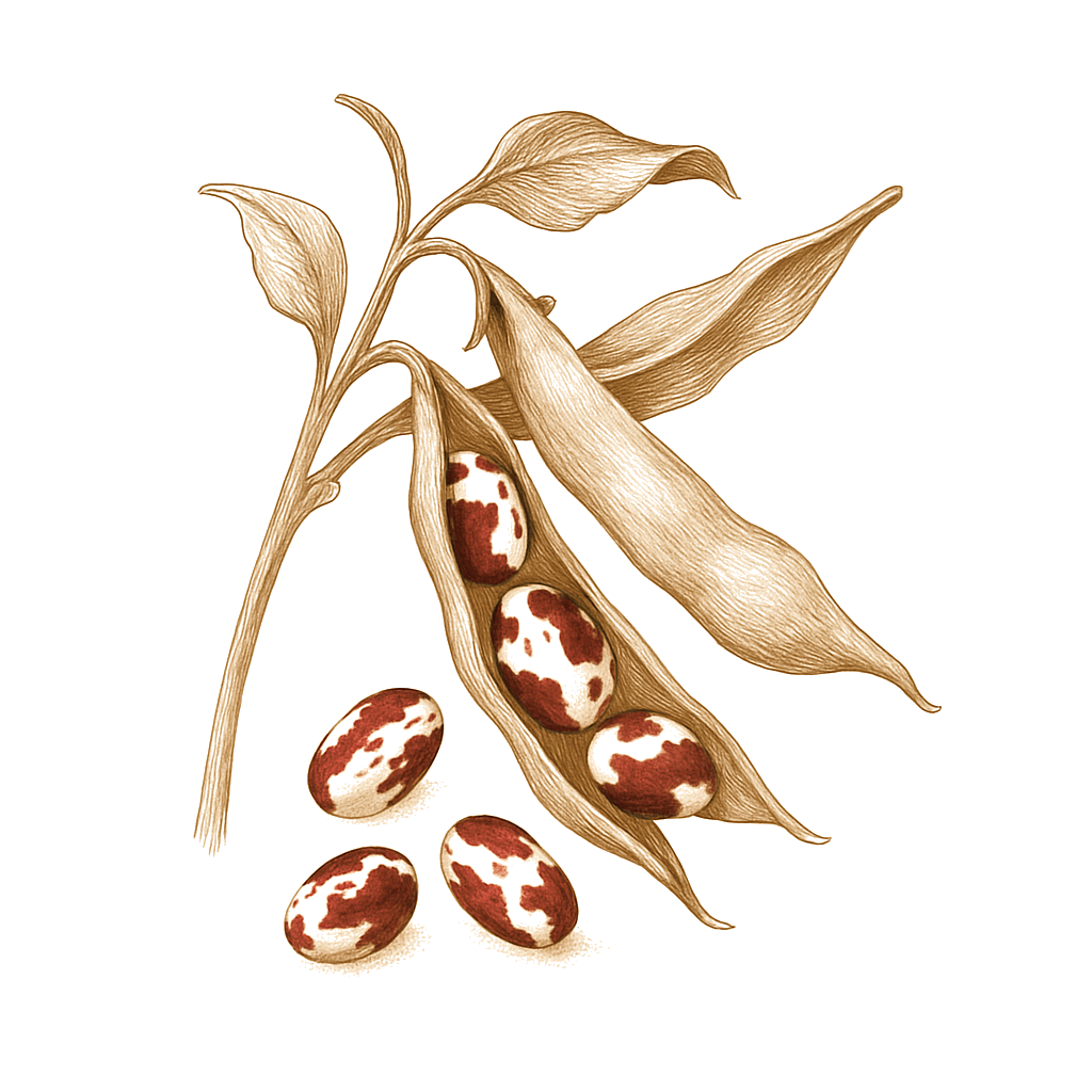 Jacob's Cattle illustration