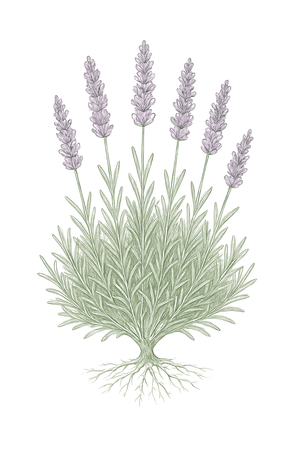 Lavender mature plant