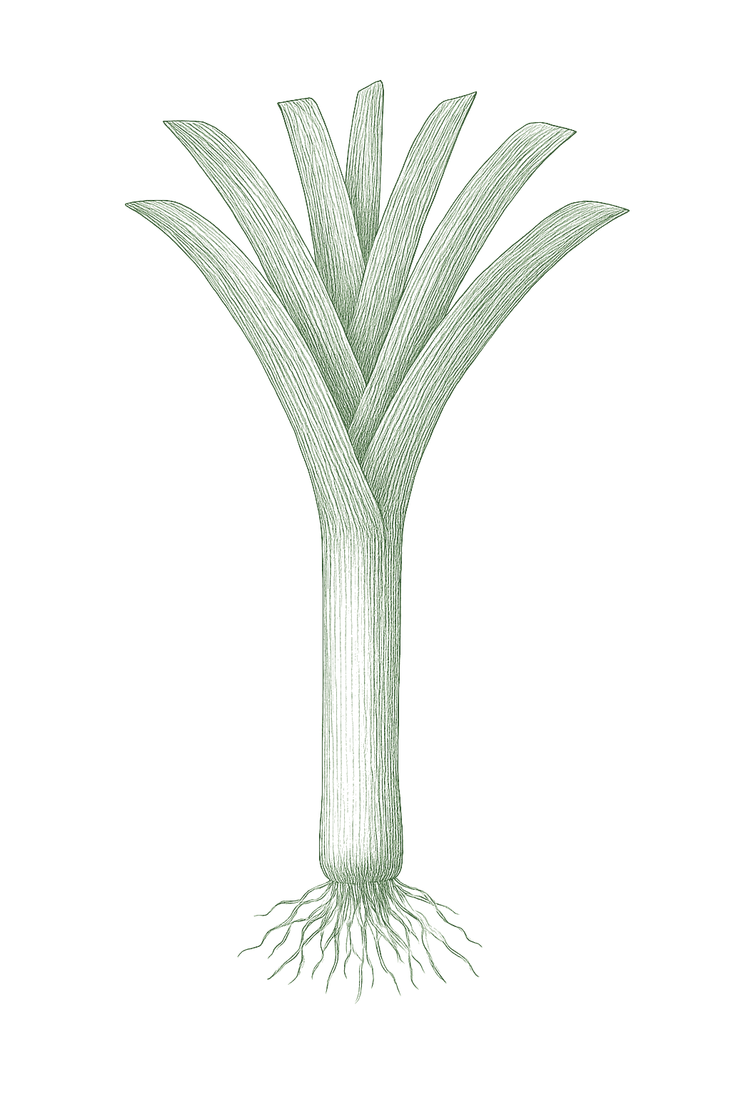 Leek mature plant