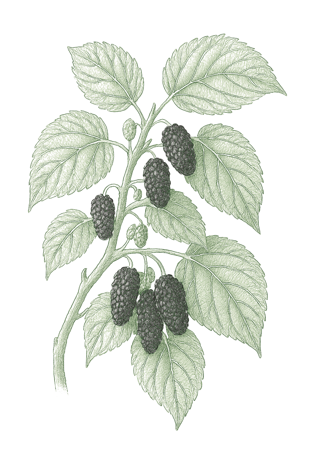 Mulberry mature plant