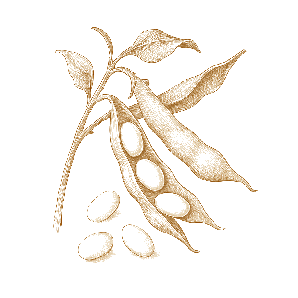 Navy illustration