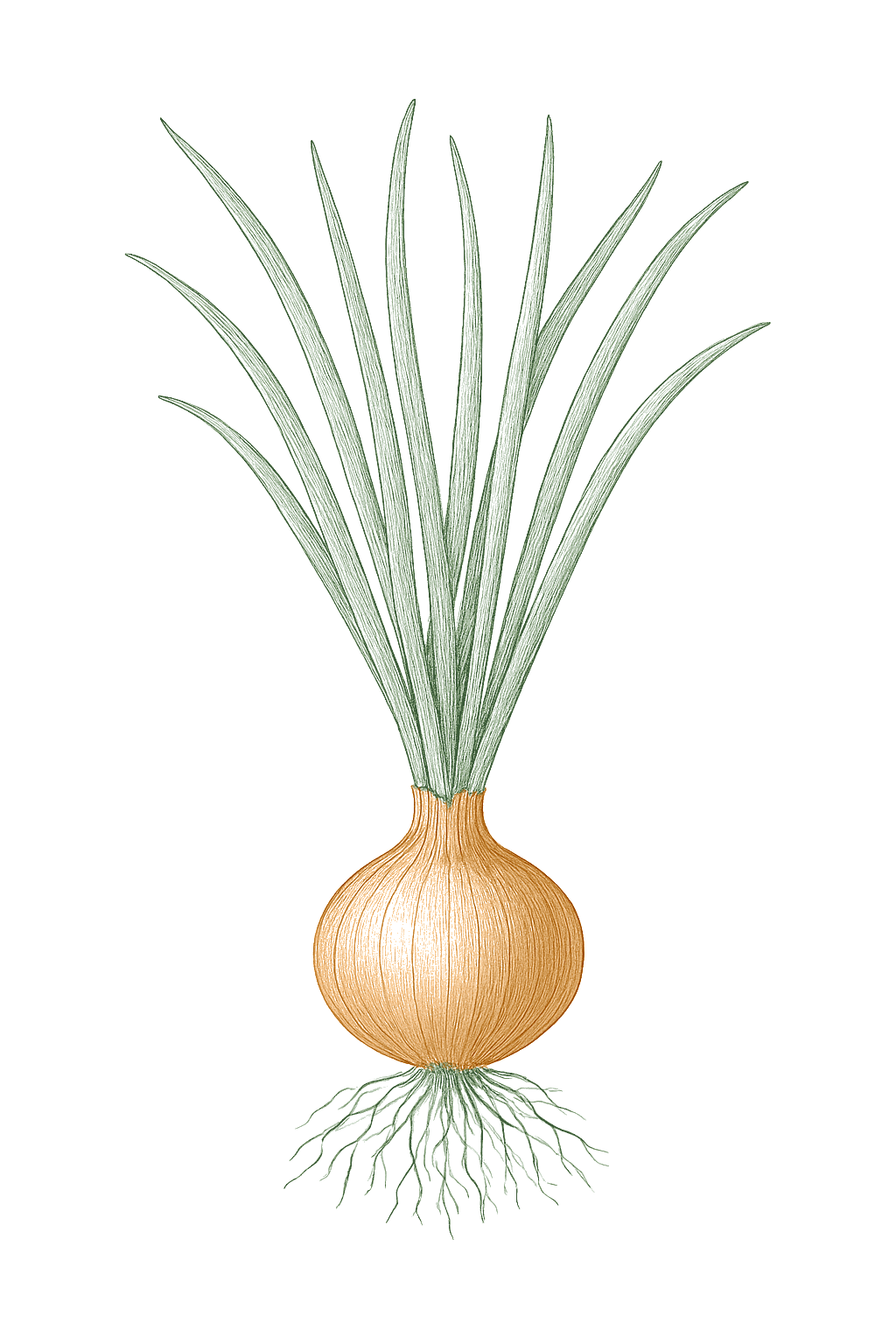 Onion mature plant
