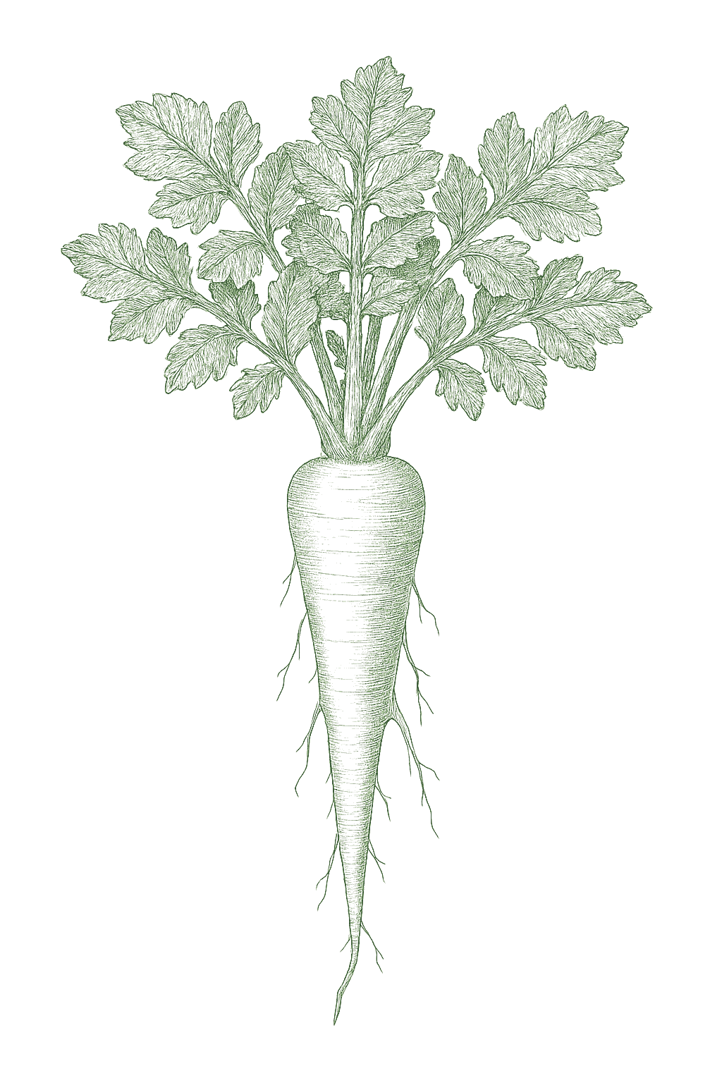 Parsnip mature plant
