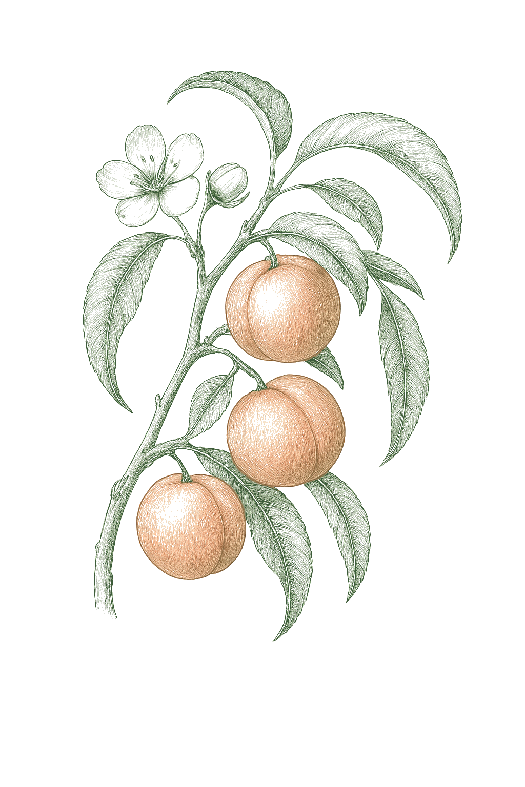 Peach