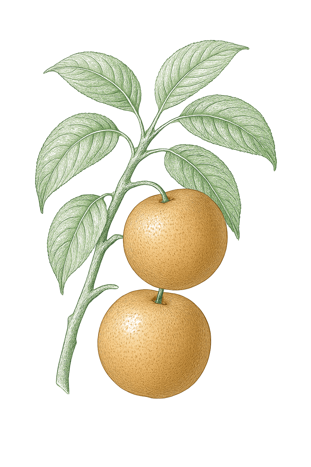 Pear (Asian) mature plant