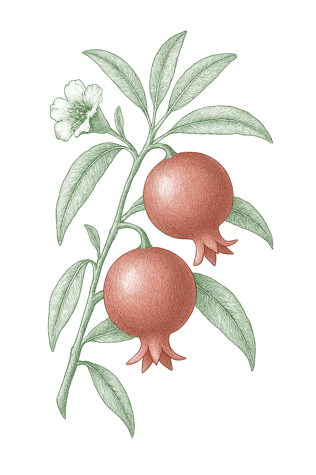 Pomegranate mature plant
