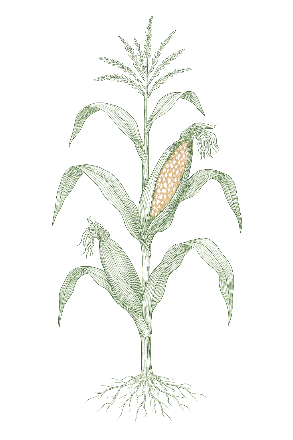 Popcorn mature plant
