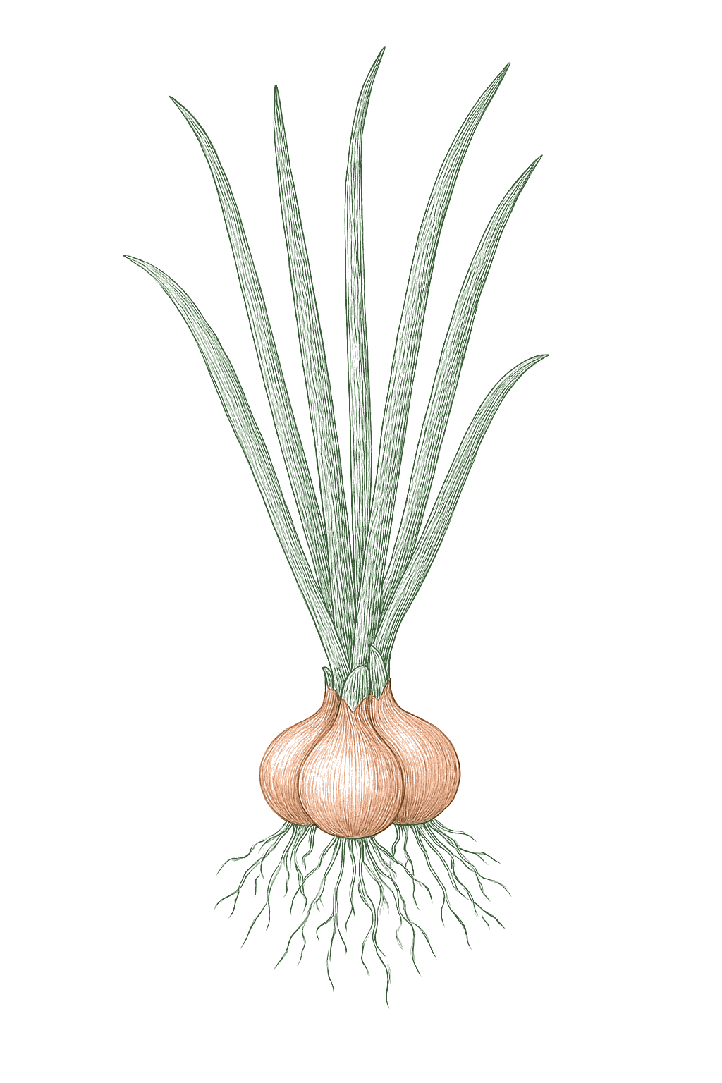 Shallot mature plant