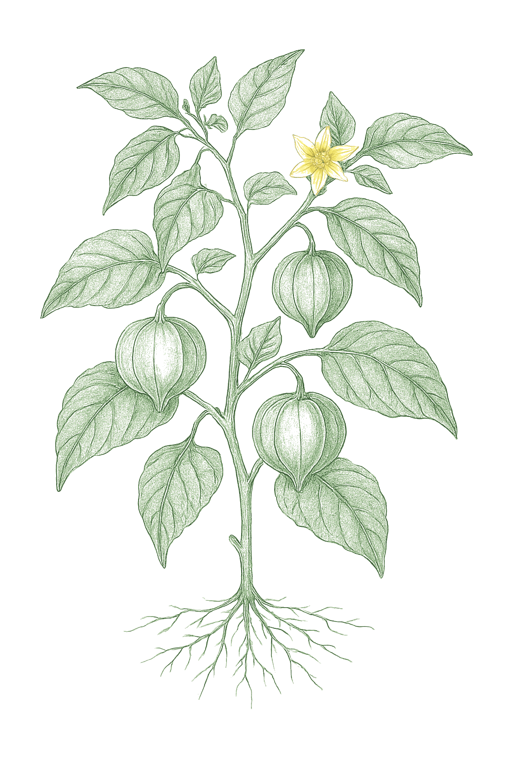 Tomatillo mature plant