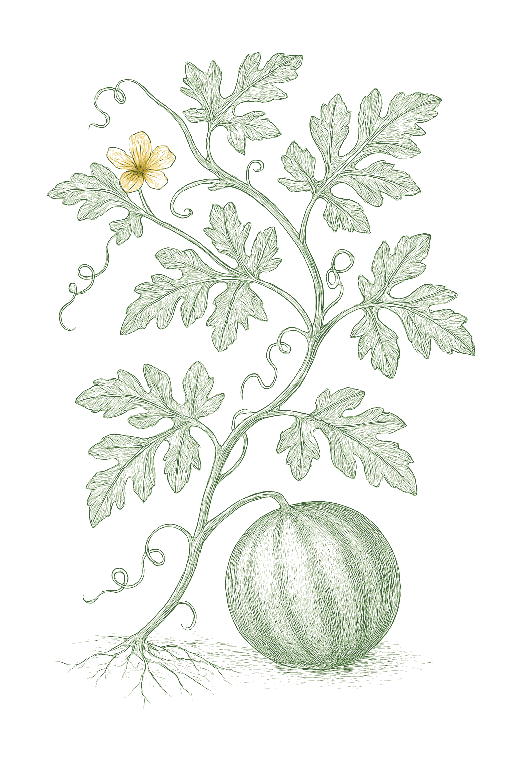 Watermelon mature plant